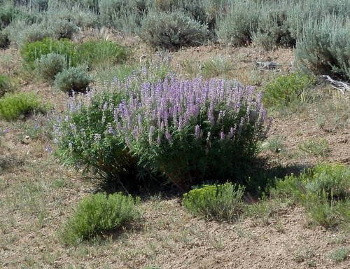 GDMBR: Vetch, also known as Loco Weed.